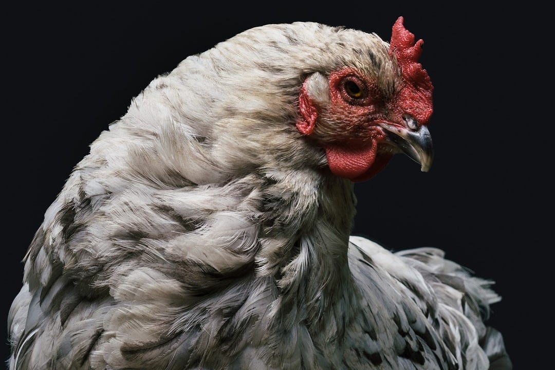 gray and red rooster gray and red rooster