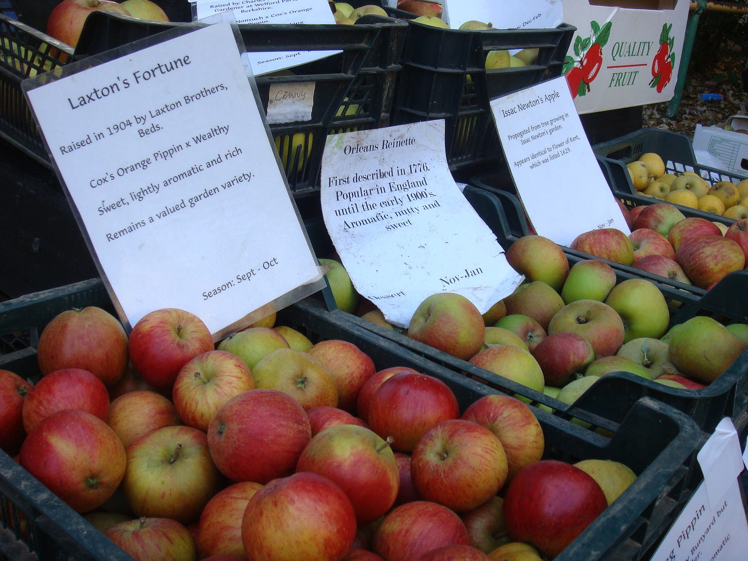 Heritage apples, Perry Court Farm, Kent