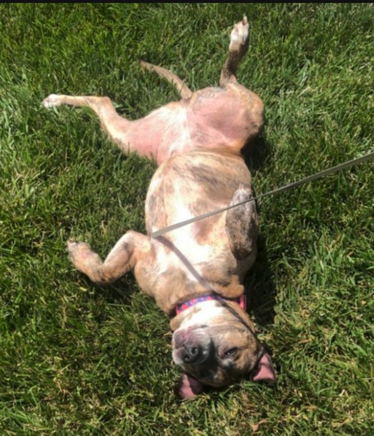 dog rolls around in grass