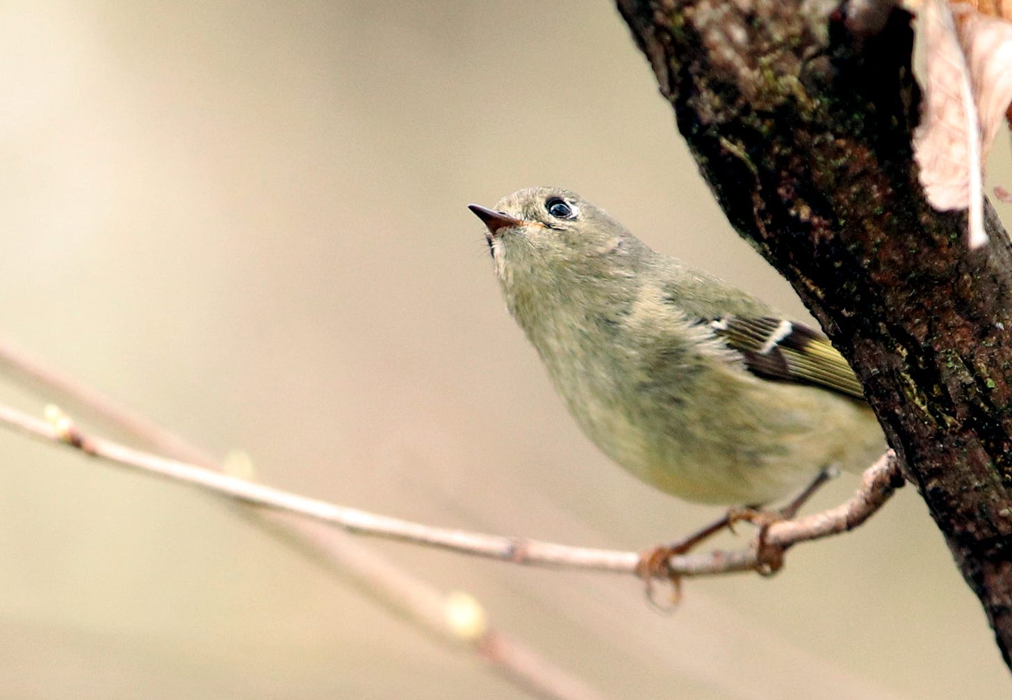 Close-up of a small bird perched on a branch and gazing up and away from the camera. It has a small pointed beak, black eye, and an olive-colored body with dark stripes on its wing.