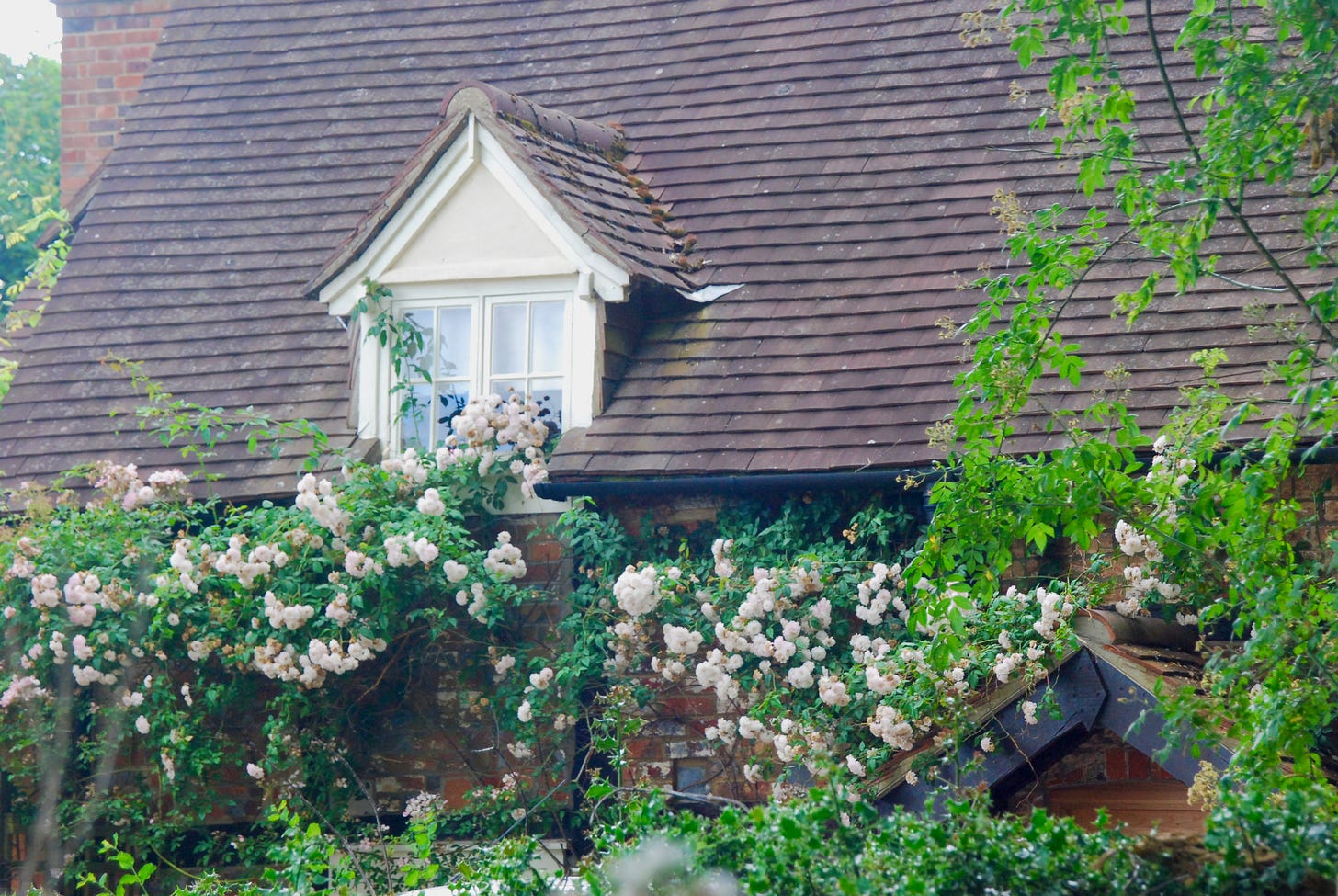 The rose-covered window in 2017 at Rose Cottage - home and garden of author Elizabeth Goudge. 