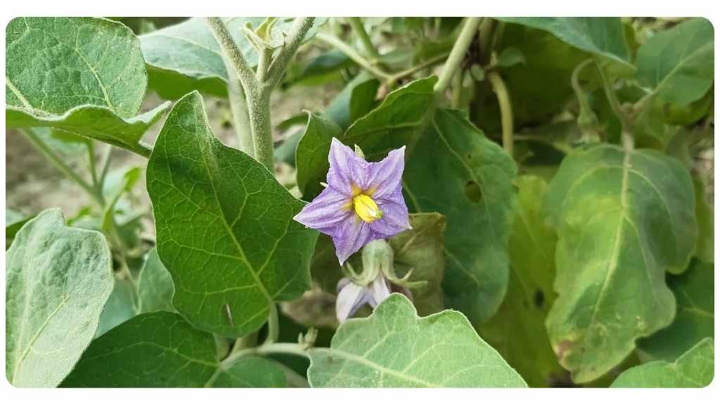 herbs high in vitamin d - eggplant flower