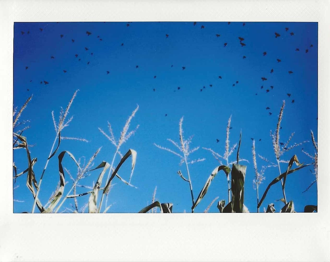 An instant photograph looking up out of a corn maze: a blue sky dotted with black birds