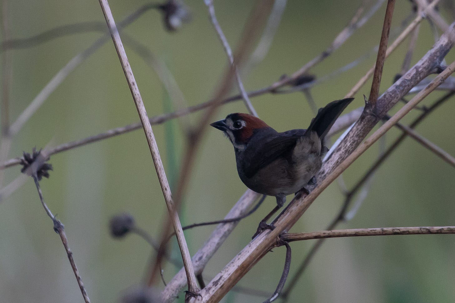 a cabanis' ground sparrow - gray-backed, rusty-crowned, black-beaked, portly ground bird, perched among some sticks with its tail cocked, facing left.