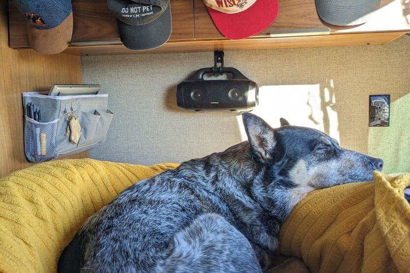 Scout the blue heeler rests on our legs in the back bed of our converted camper van