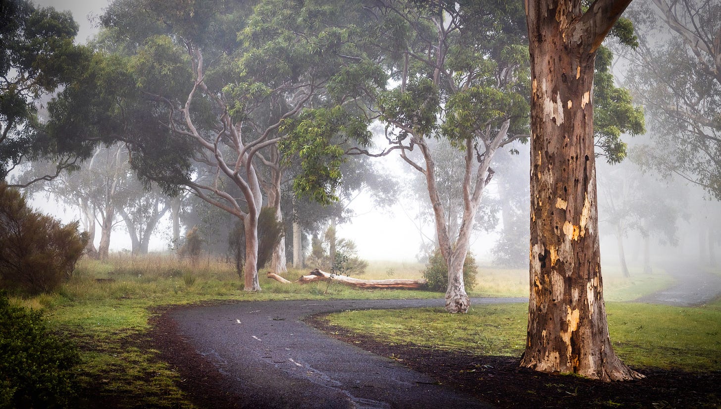 Yarra Bend park with bike track winding between trees on a foggy morning