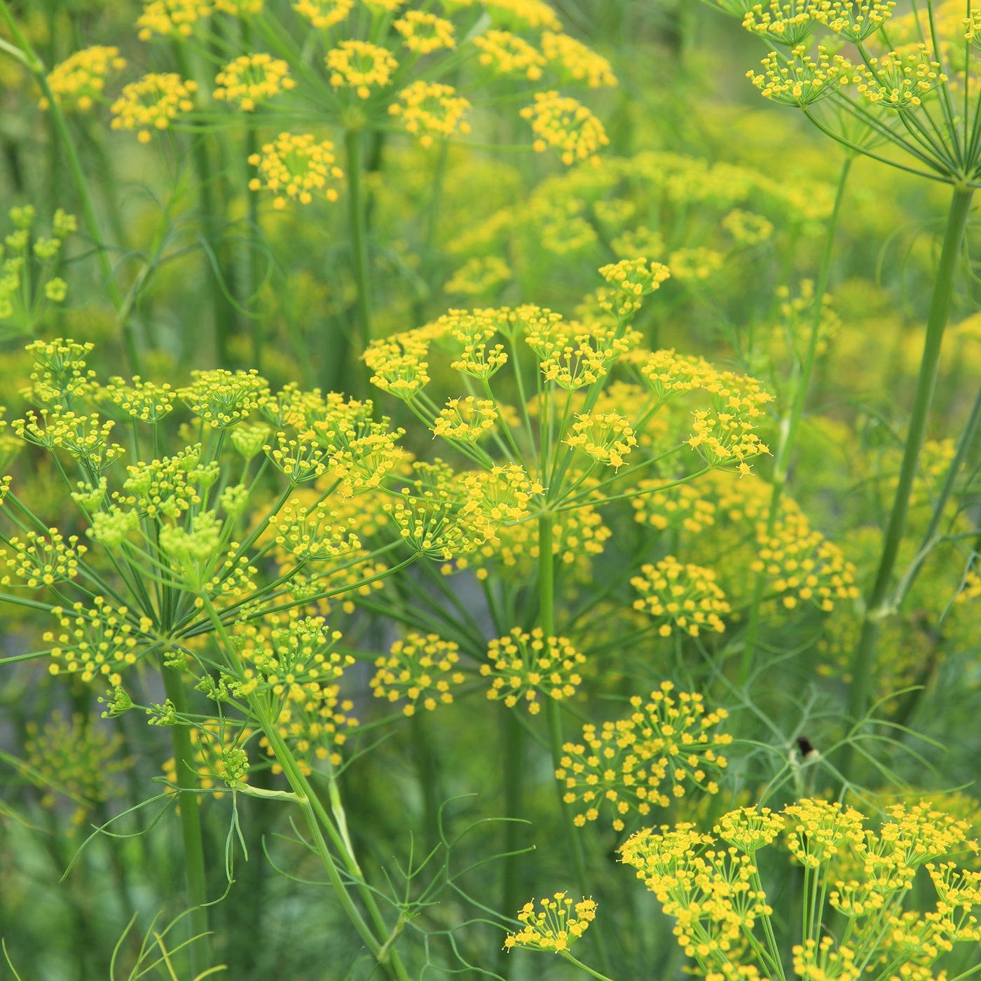 Fennel | Traditional Medicinals