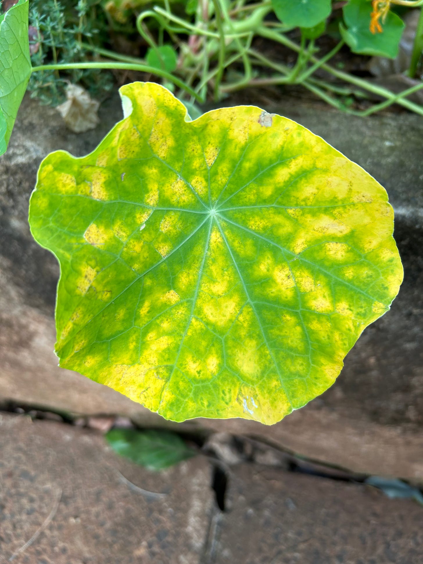 fading nasturtium leaf