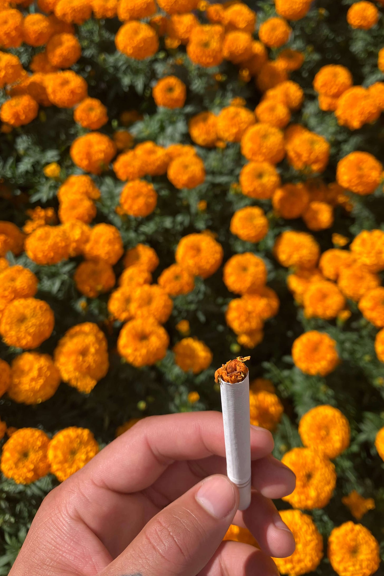 cigarette from the cempasúchil flower