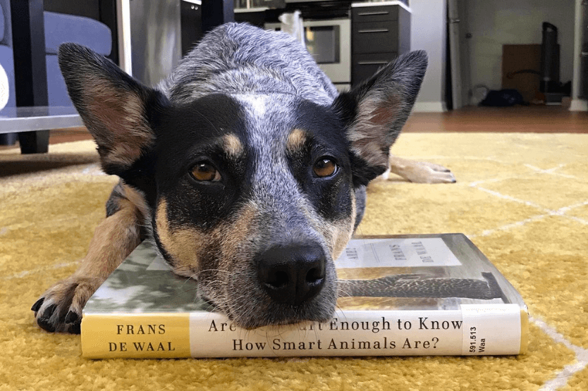 Scout the Australian cattle dog rests her head on a copy of Are We Smart Enough to Know How Smart Animals Are by ethologist Frans de Waal