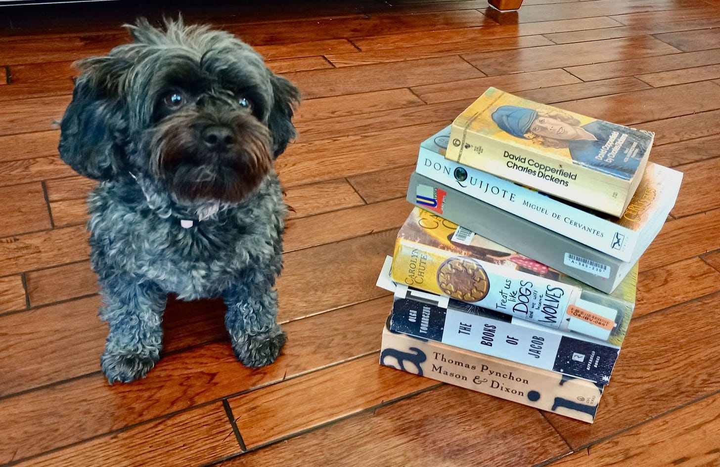 small grey poodle mix next to stack of books on floor