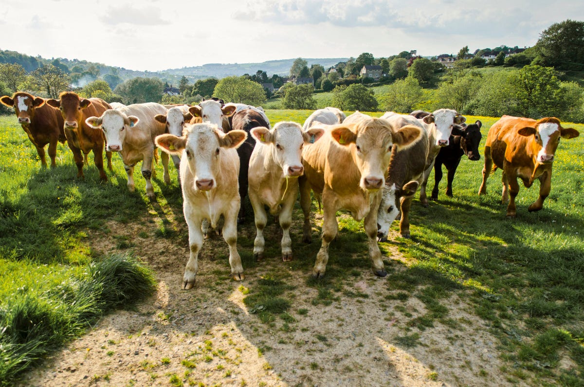 How Many Cows Does It Take? 341 by Dr Andreas Matthias