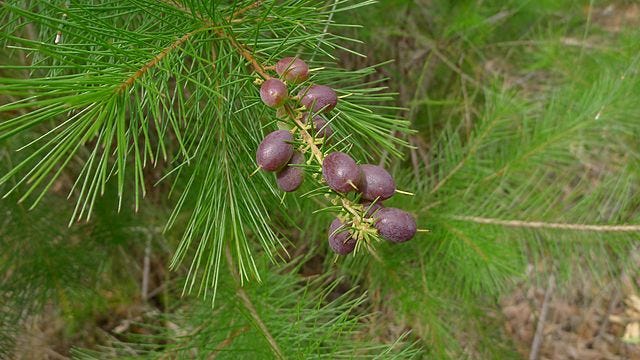 Persoonia pinifolia [ripe fruit wikicommons].jpg