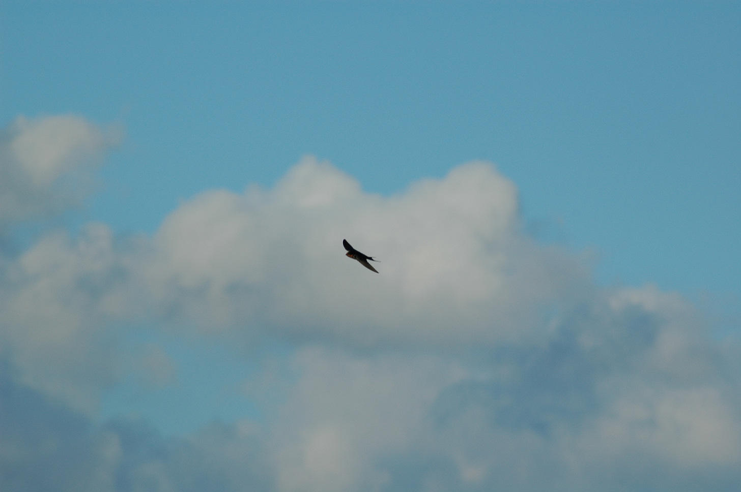 Barn Swallow