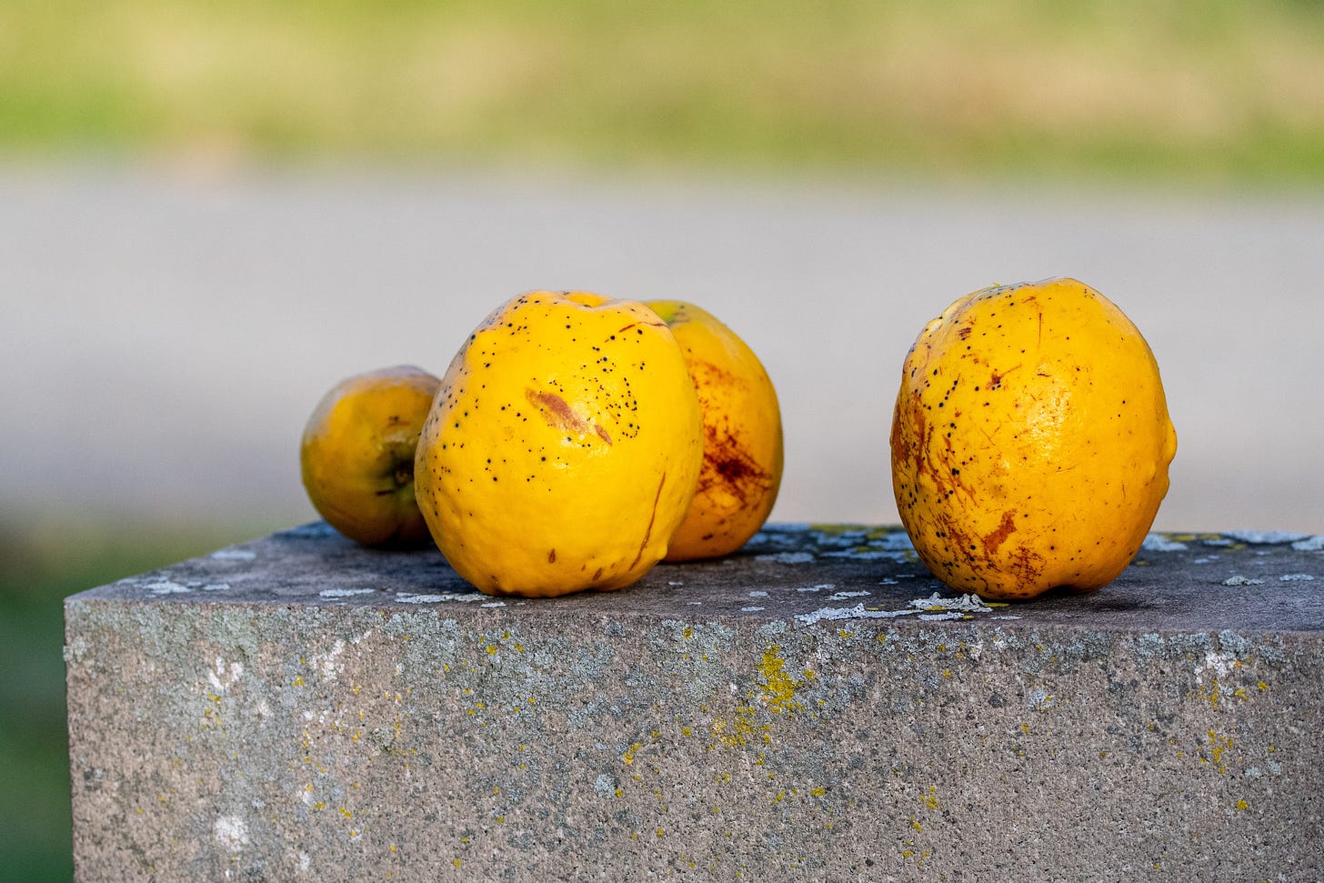 Four lumpy yellow wild apples, in a Morandi-like assembly on top of a headstone