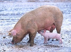 File:Sow with piglet 1.jpg