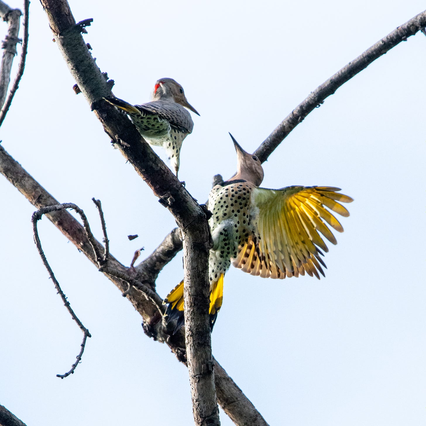 Two Northern flickers face off in bare tree branches, the one above drawing back while the one below flashes its wings