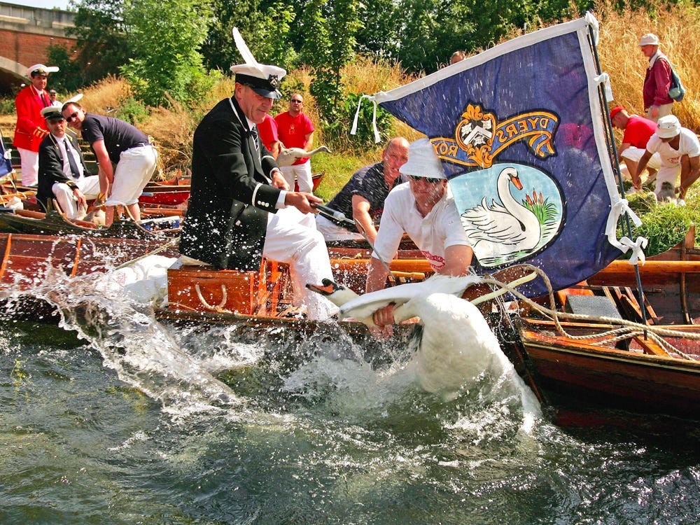 Pictures From the Annual British Swan Upping on River Thames