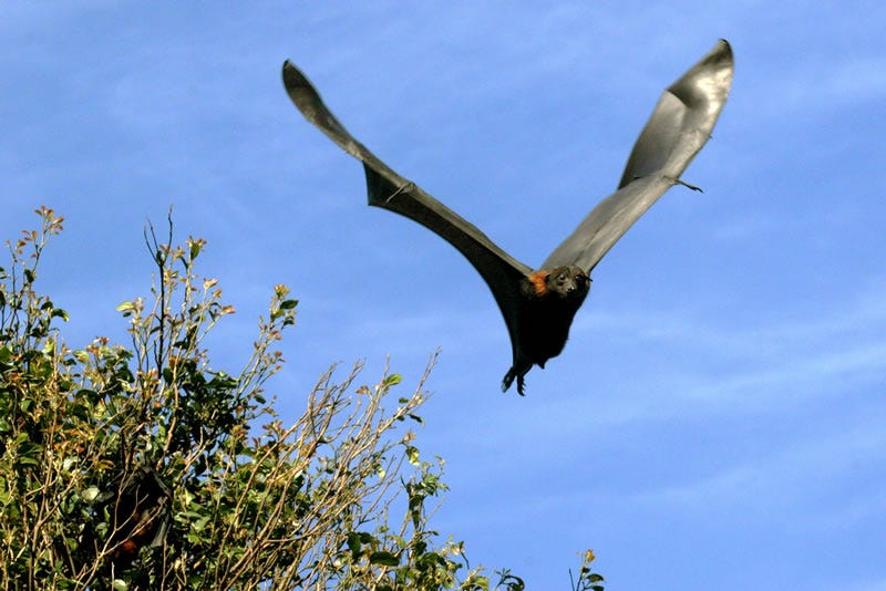 Where to see flying-foxes in Sydney | sydneybats