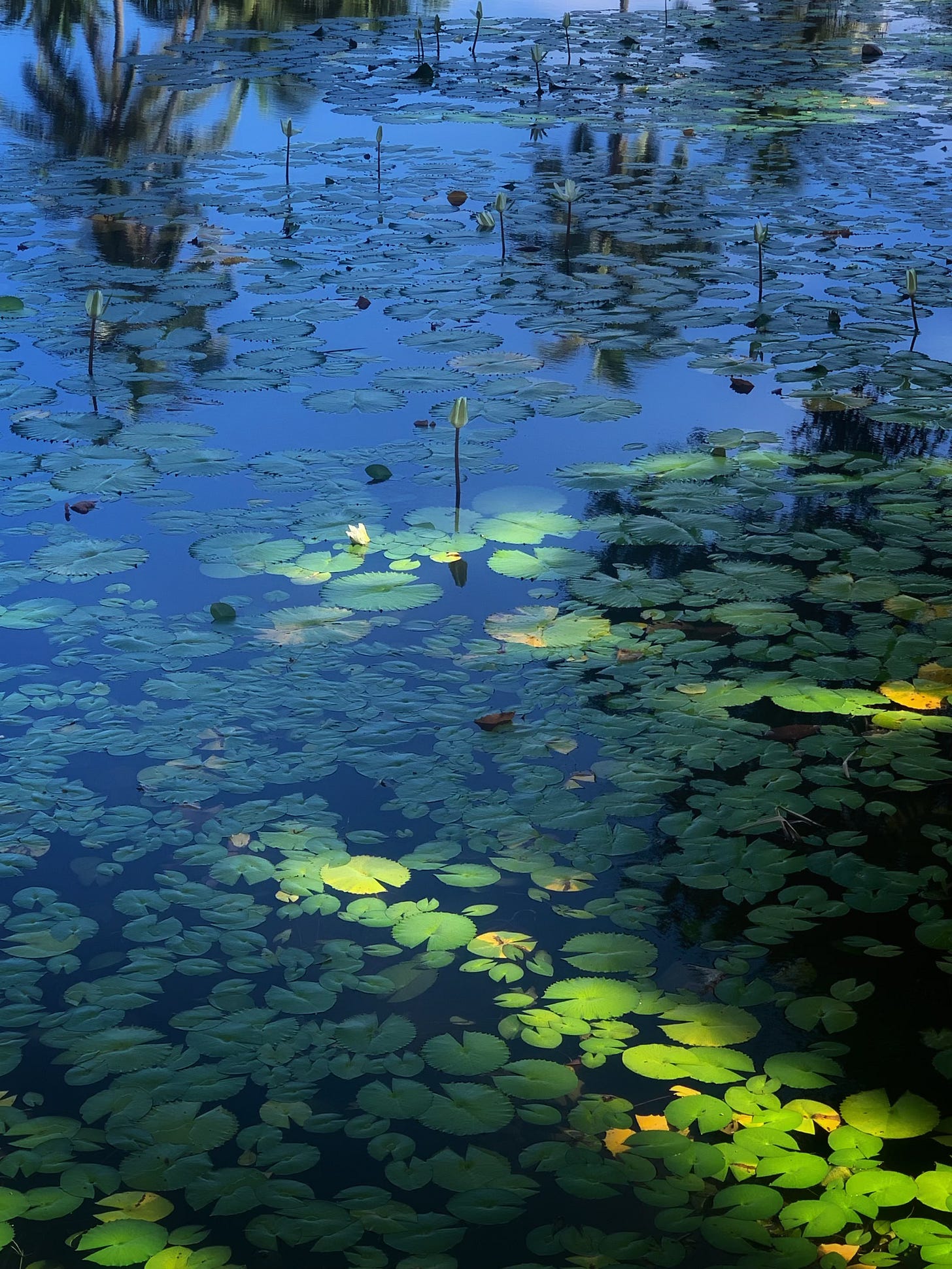 Waikalou by Rajan Sami In Search of Scent