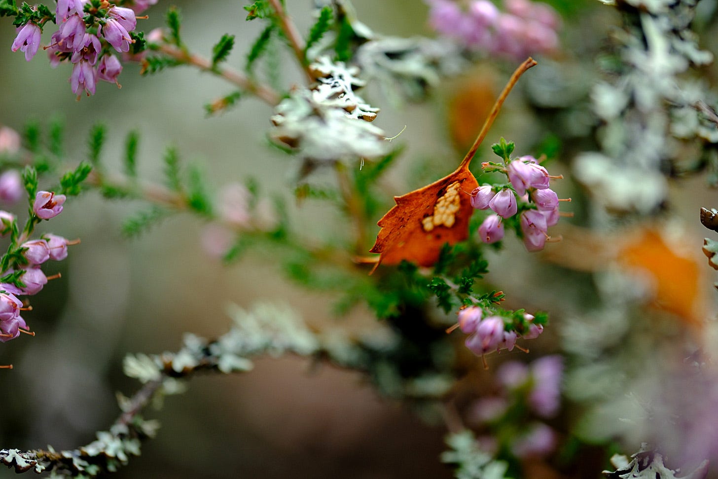 The leaves—yellow, spotted, brown—sit perched and punctured as adornments on ling, flags and banners on sheet webs. 