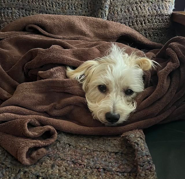 Fluffy dog wrapped in a blanket