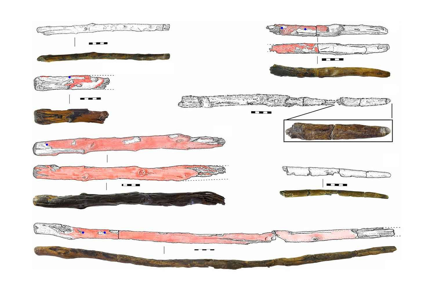 Drawings and photographs of seven wood artifacts. Red areas on the periphery of the artifacts are charred Drawings and photographs of seven wood artifacts. Red areas on the periphery of the artifacts are charred