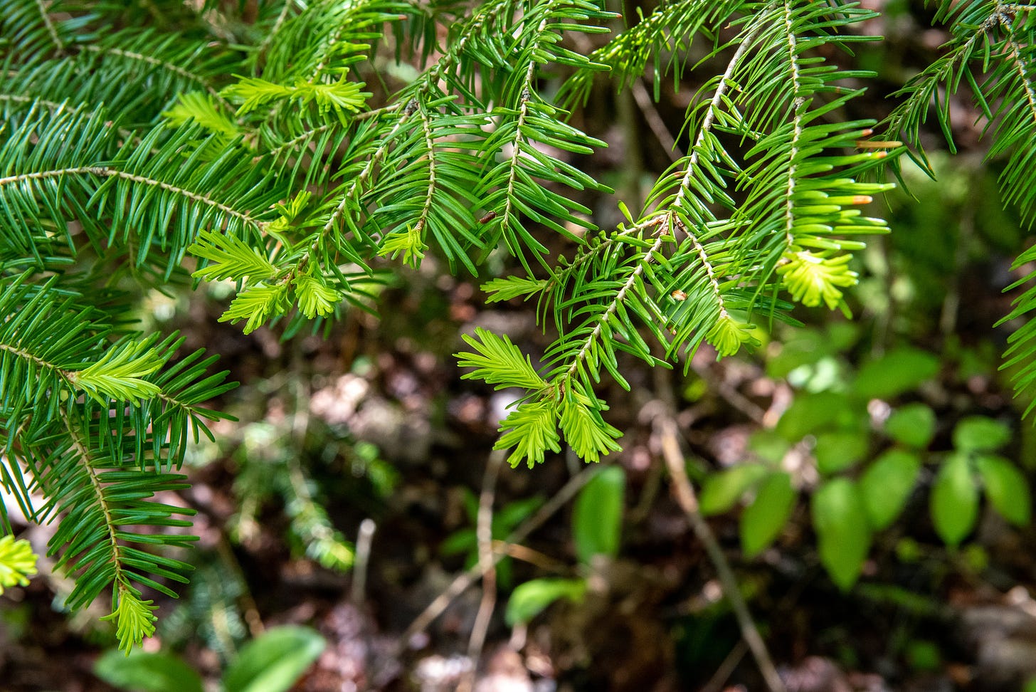 ID: Photo of balsalm fir branch showing new growth