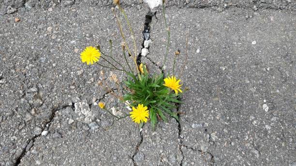 Dandelions grow through cracks in the concrete.