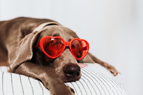 Free Dog Wearing Heart Shaped Sunglasses Stock Photo