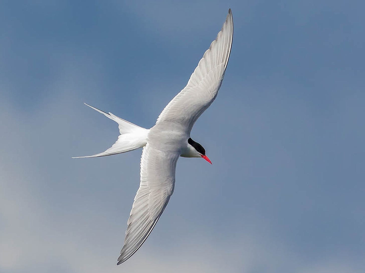 Arctic Tern - eBird