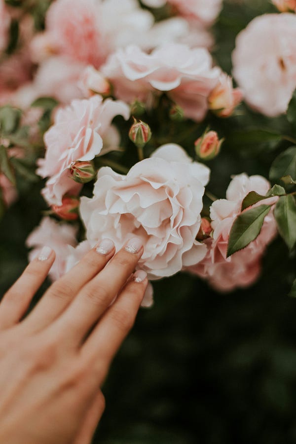 Hand touching a pink rose. Hand touching a pink rose.