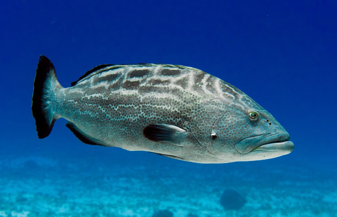atlantic black grouper