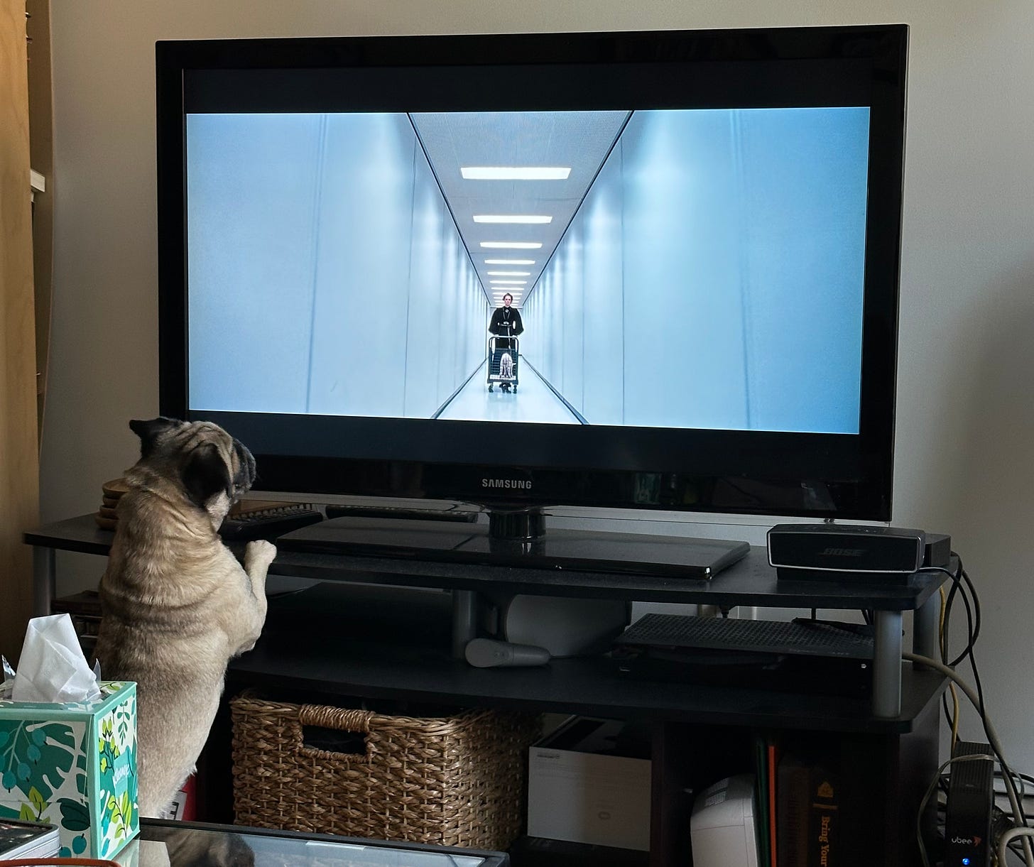 Maggie the Pug with her front paws up on the tv stand, watching Severance.
