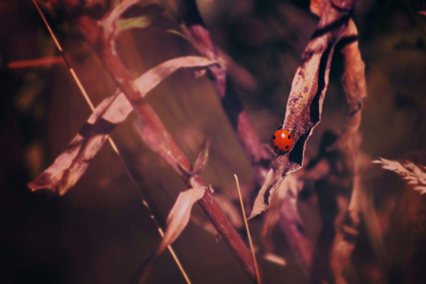 Photo of ladybug by NIKOLAY OSMACHKO from Pexels