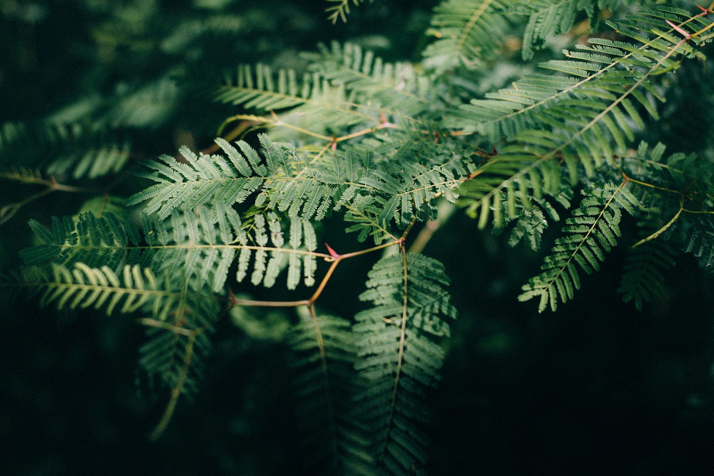 Green leaves on a tree