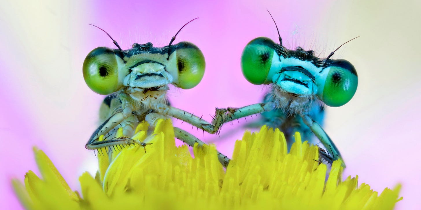 Secrets From The Insect World That'll Make You Want To Hug A Bug | HuffPost
