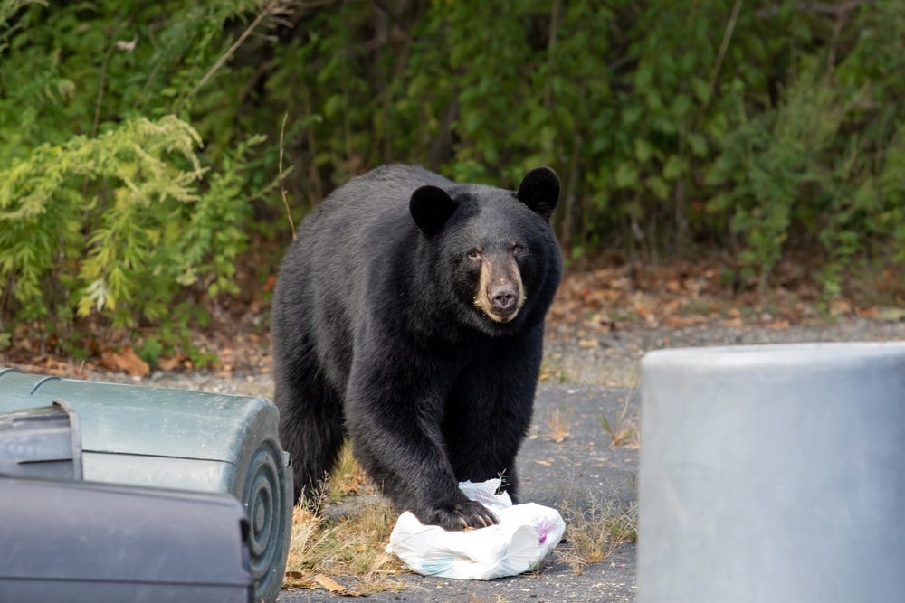 black bear getting into trash