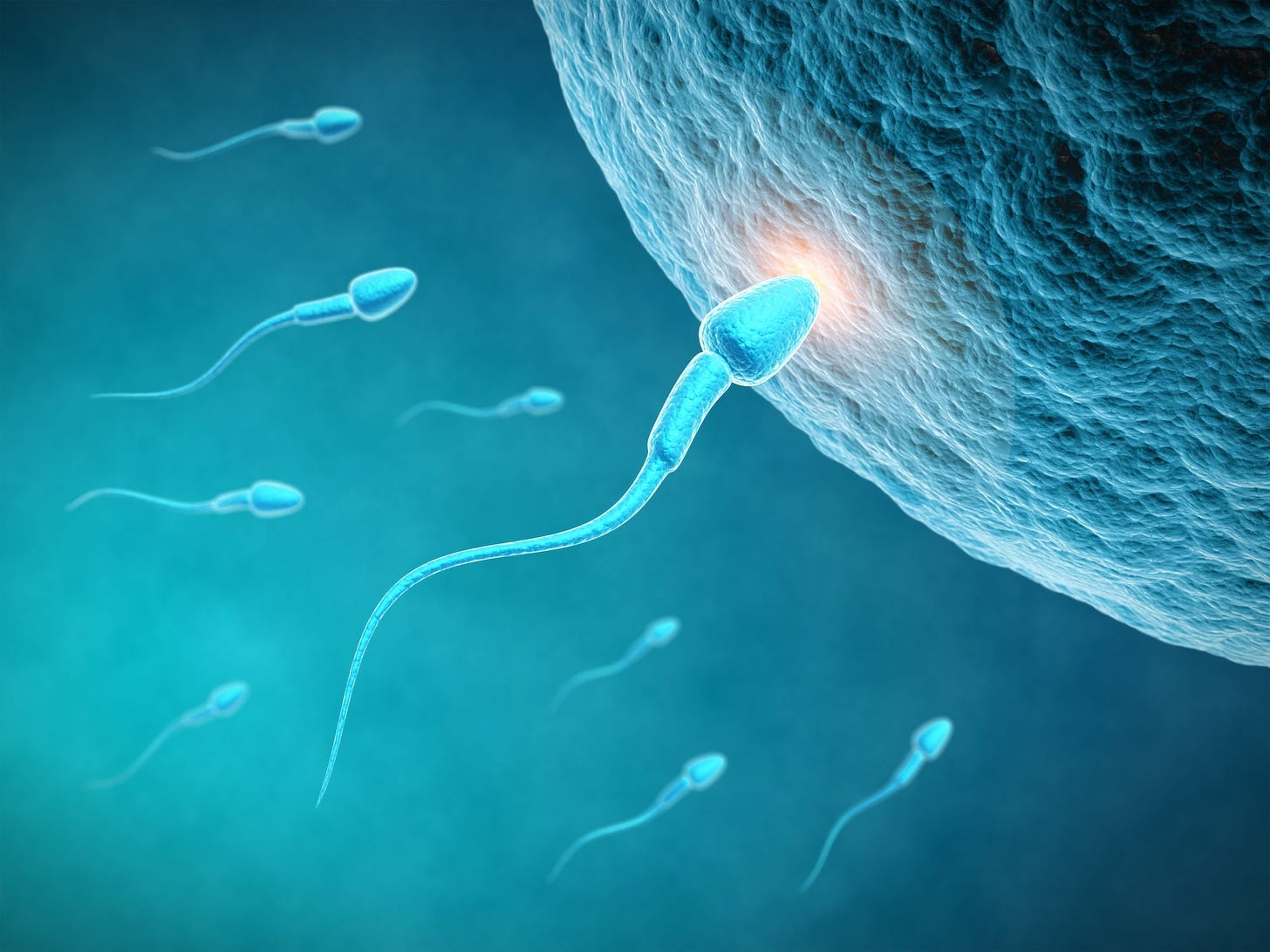 Penis Size Study: Male Fertility Linked to Size of Genitals - Newsweek