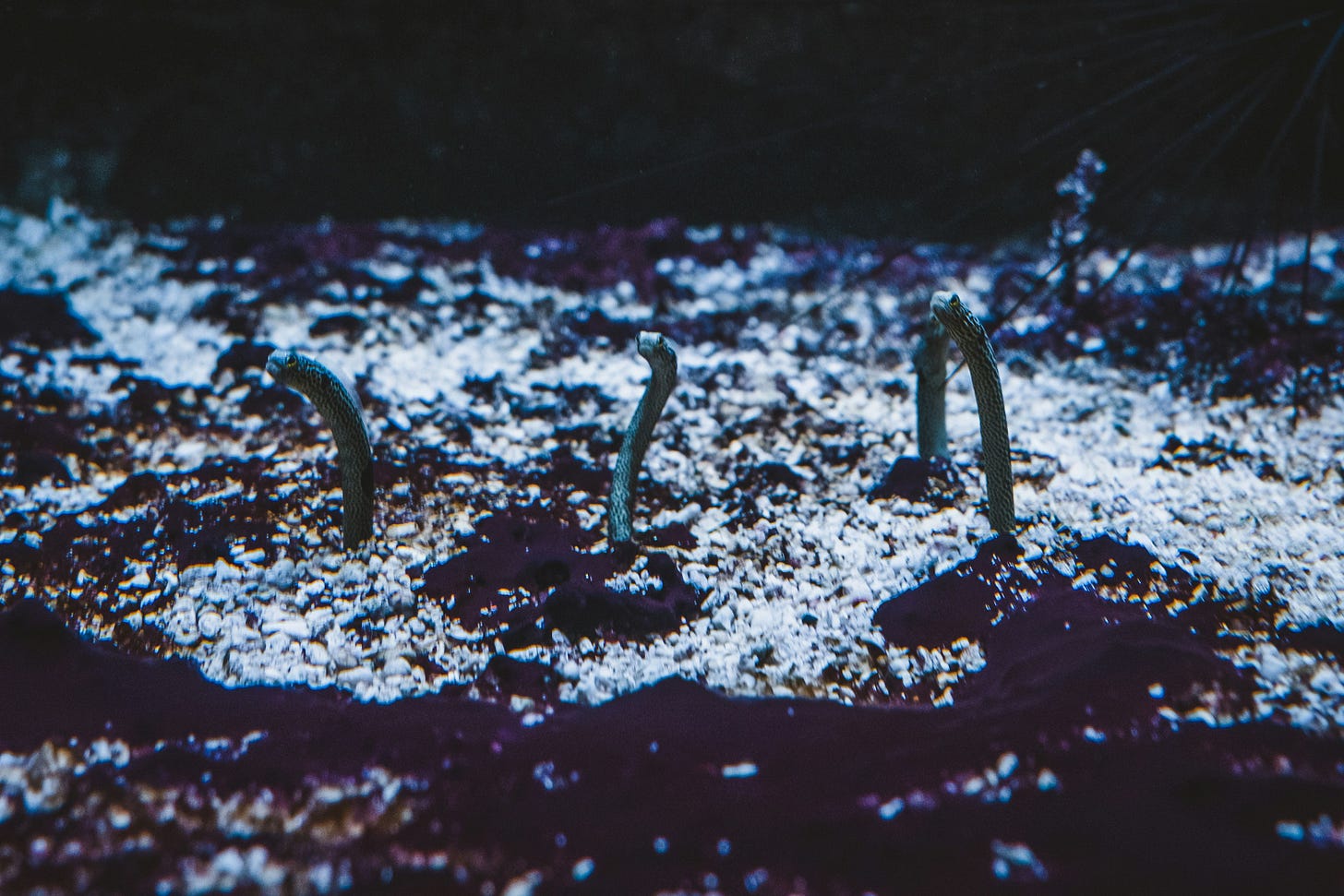 Necessary speculative moon worms Necessary speculative moon worms
