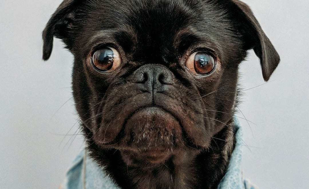 black dog wearing blue denim collar black dog wearing blue denim collar