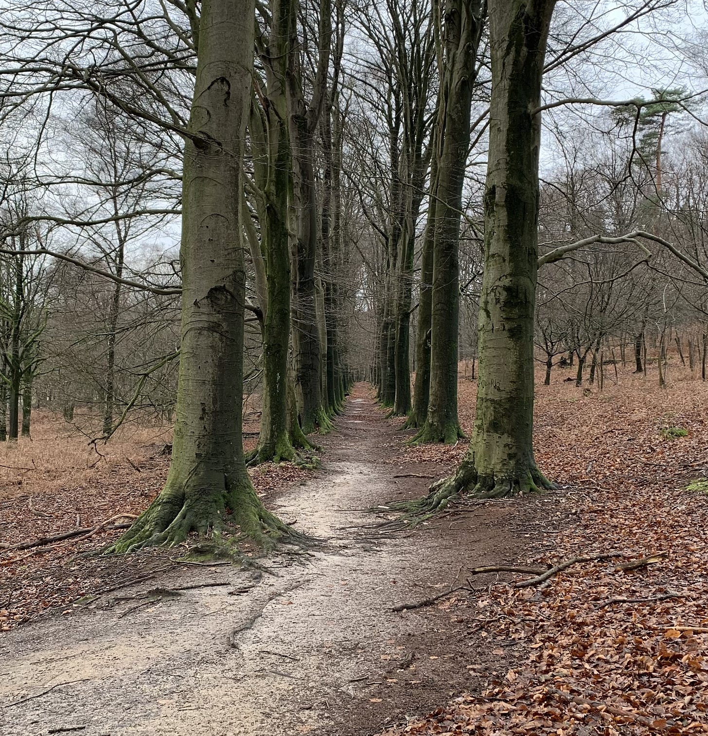 Photograph of a muddy path through a forest, lined on either side by tall bare trees.
