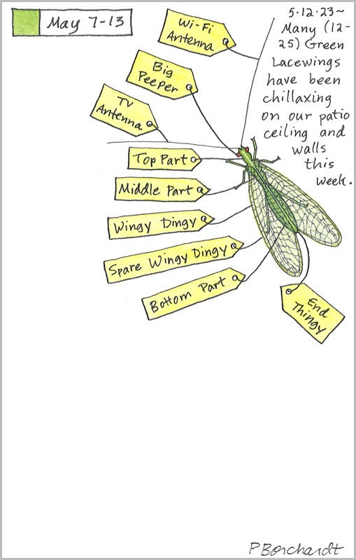 Green Lacewing with tags (pen, colored pencil & watercolor), Perpetual Journal entry