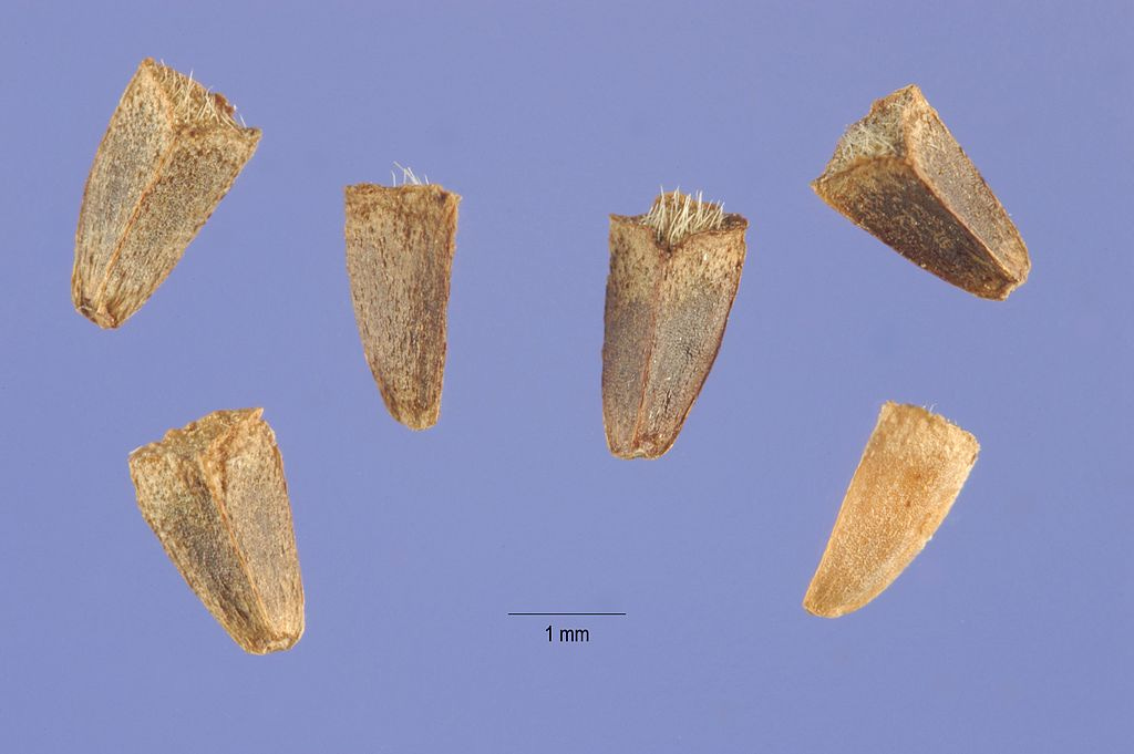 Photo of motherwort seeds by Steve Hurst @ USDA-NRCS PLANTS Database, Public domain, via Wikimedia Commons Photo of motherwort seeds by Steve Hurst @ USDA-NRCS PLANTS Database, Public domain, via Wikimedia Commons