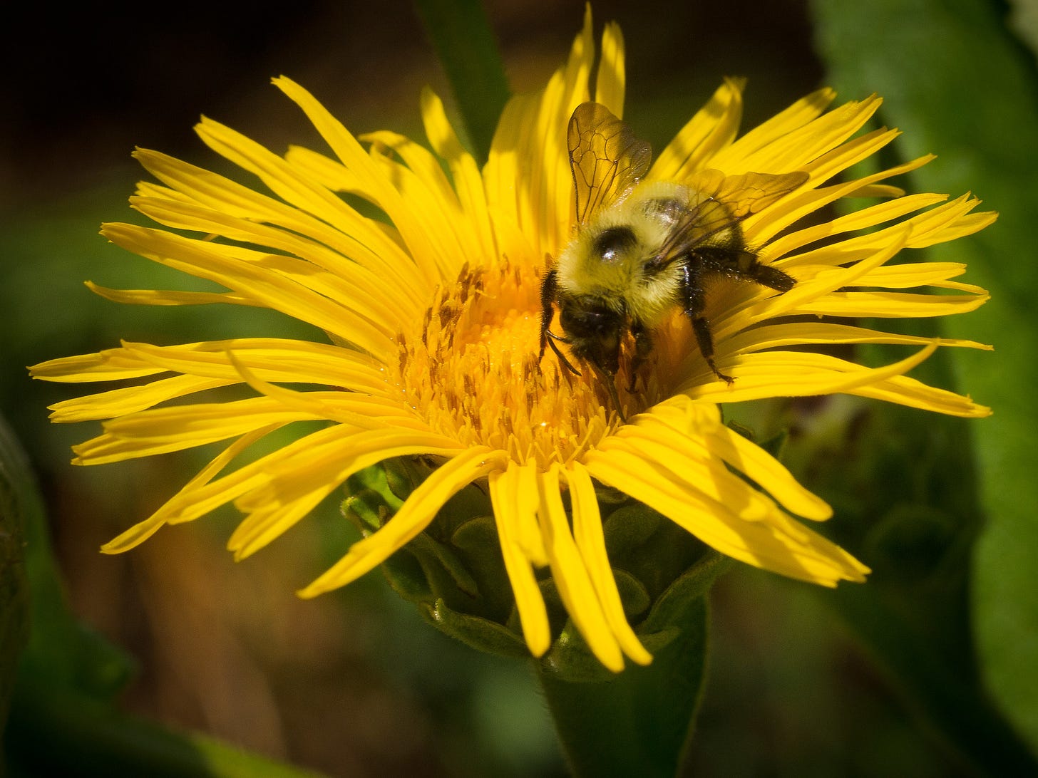 Bee on Elecampane flower