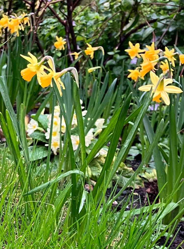 daffodils, primose, green grass