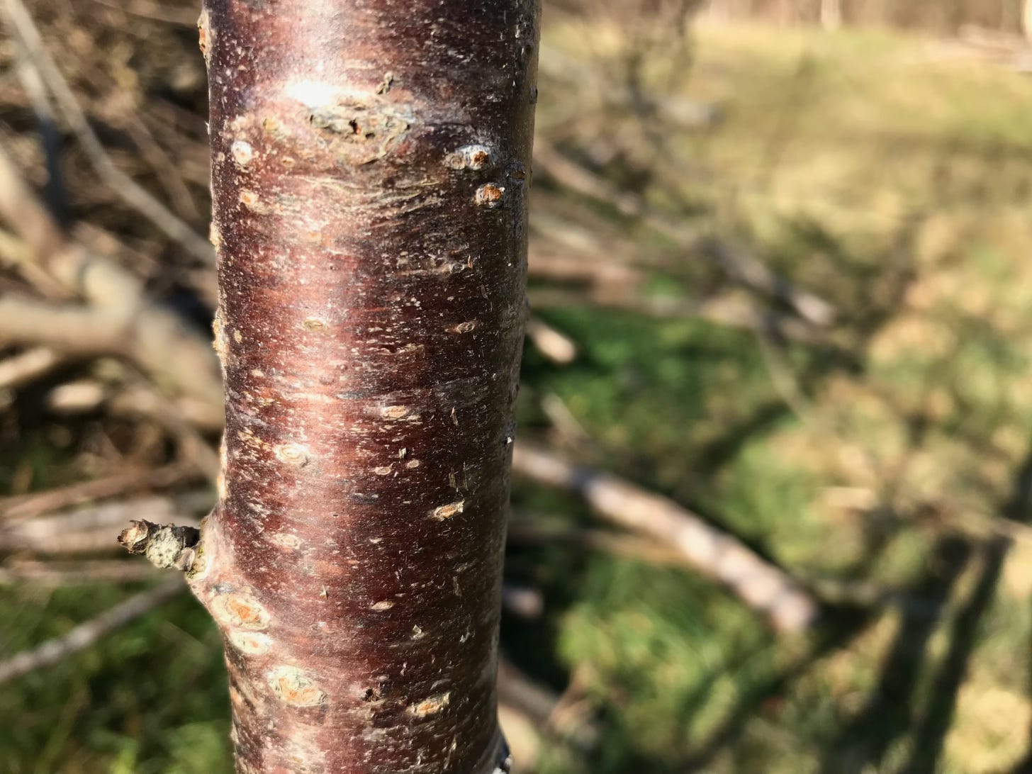 Purplish and shiny bark on trunk of young wild cherry