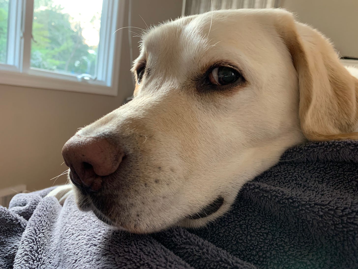 A yellow Labrador retriever lays her head on a person, staring at them intently.