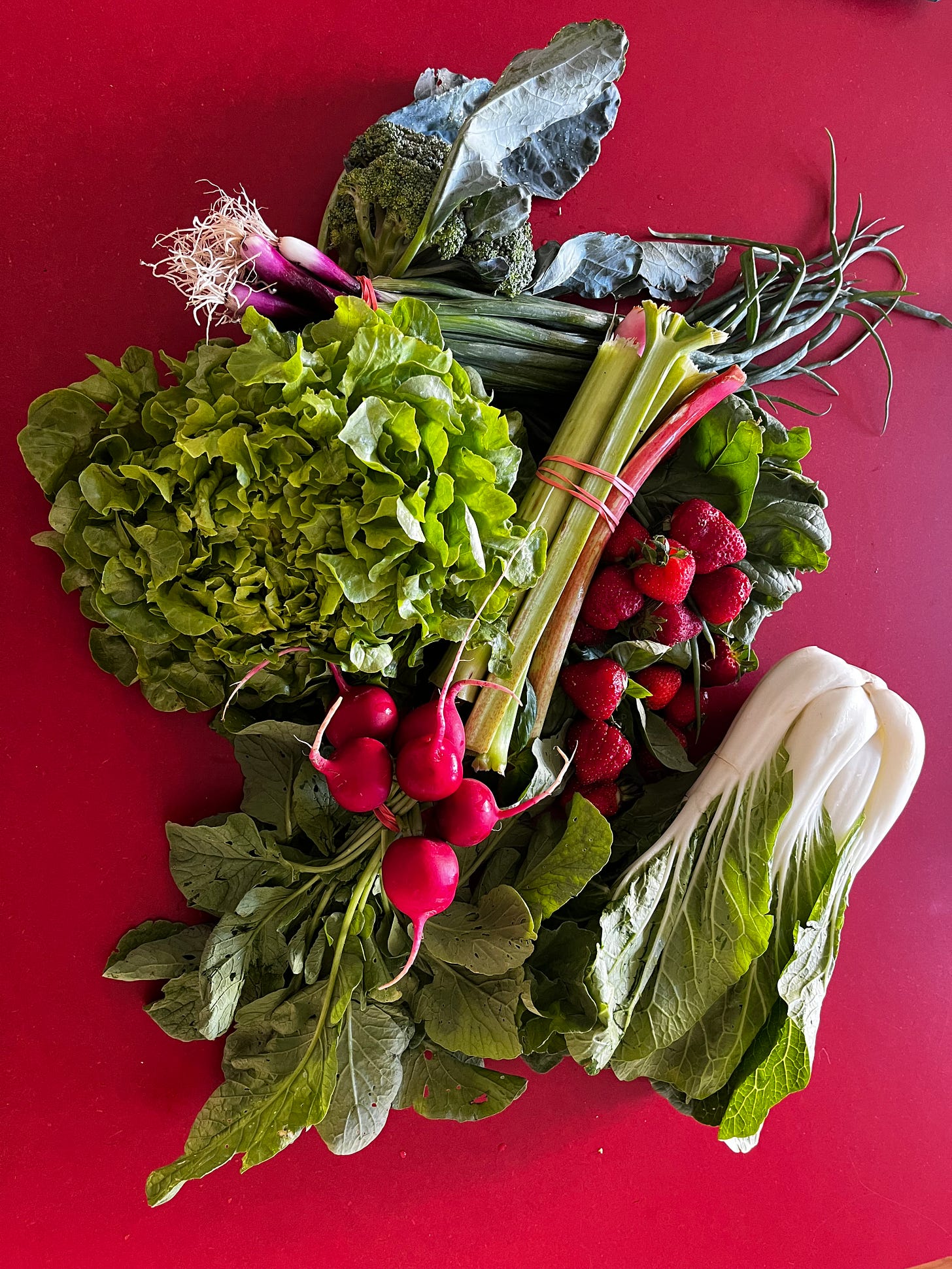 Rhubarb, strawberries, bok choy, lettuce, and scallions on a backdrop of red