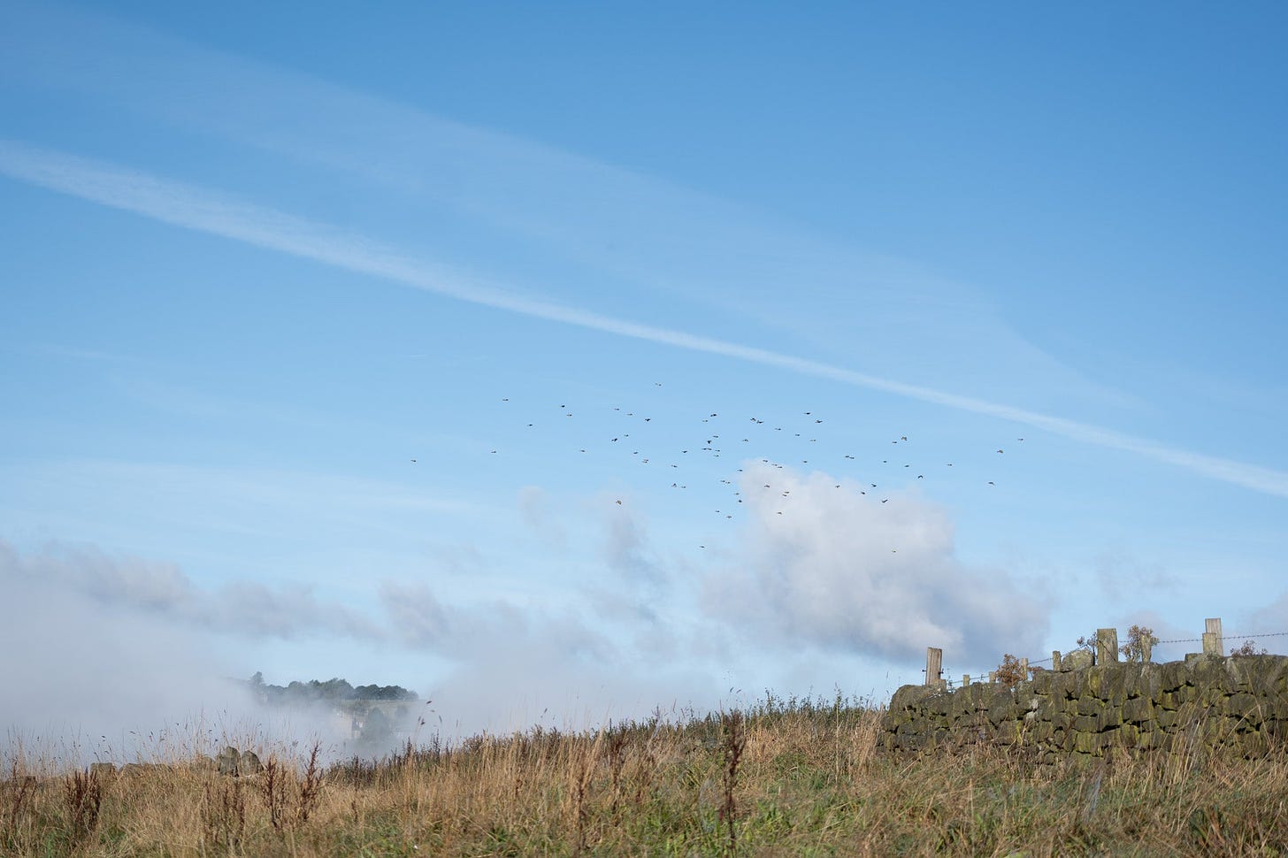 charm of goldfinches flying